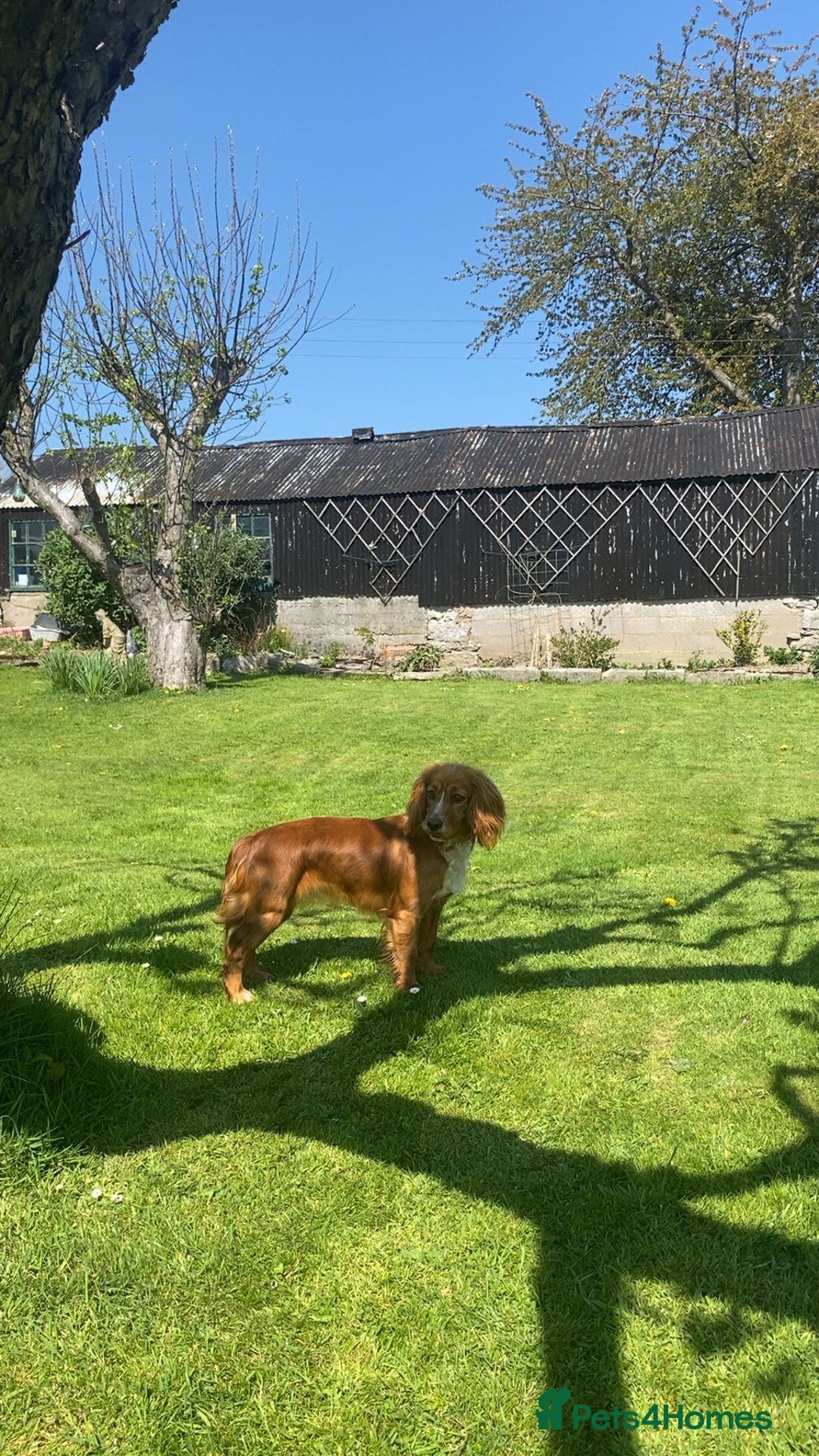 Cocker Spaniel dogs for sale: Red female cocker spaniel  - Image 3