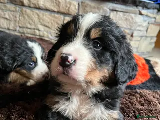 Bernese Mountain Dog dogs Beautiful Bernese mountain dogs - Advert 1