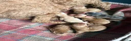 Cockapoo dogs for sale: Cockapoo f1 pups  in Montrose - Advert 26