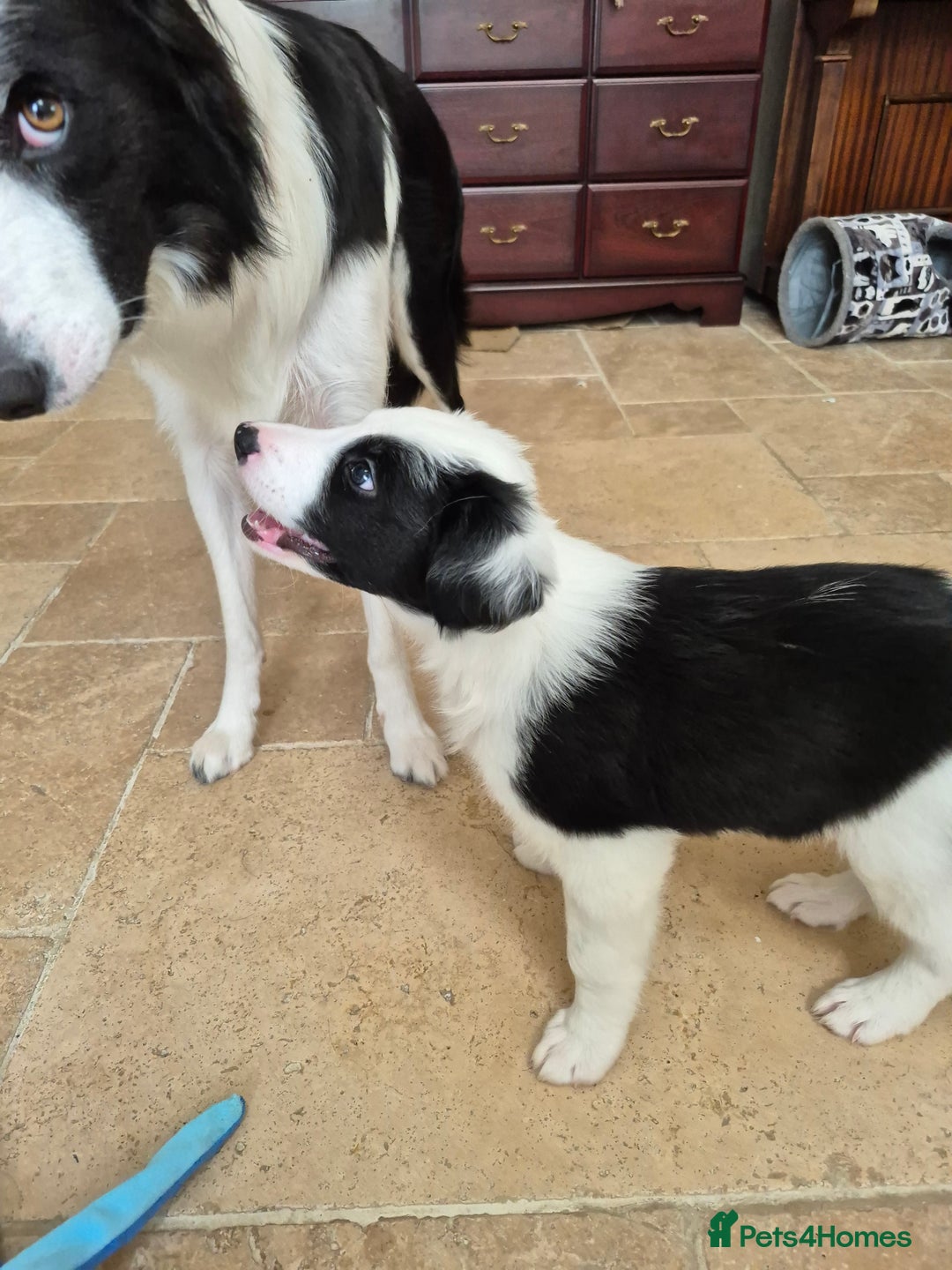 Border Collie dogs for sale: 1 Male left - Image 6