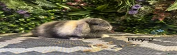 Mini Lop rabbits for sale: 🐰MINI LOPS AVAILABLE TO RESERVE🐰 - Advert 6