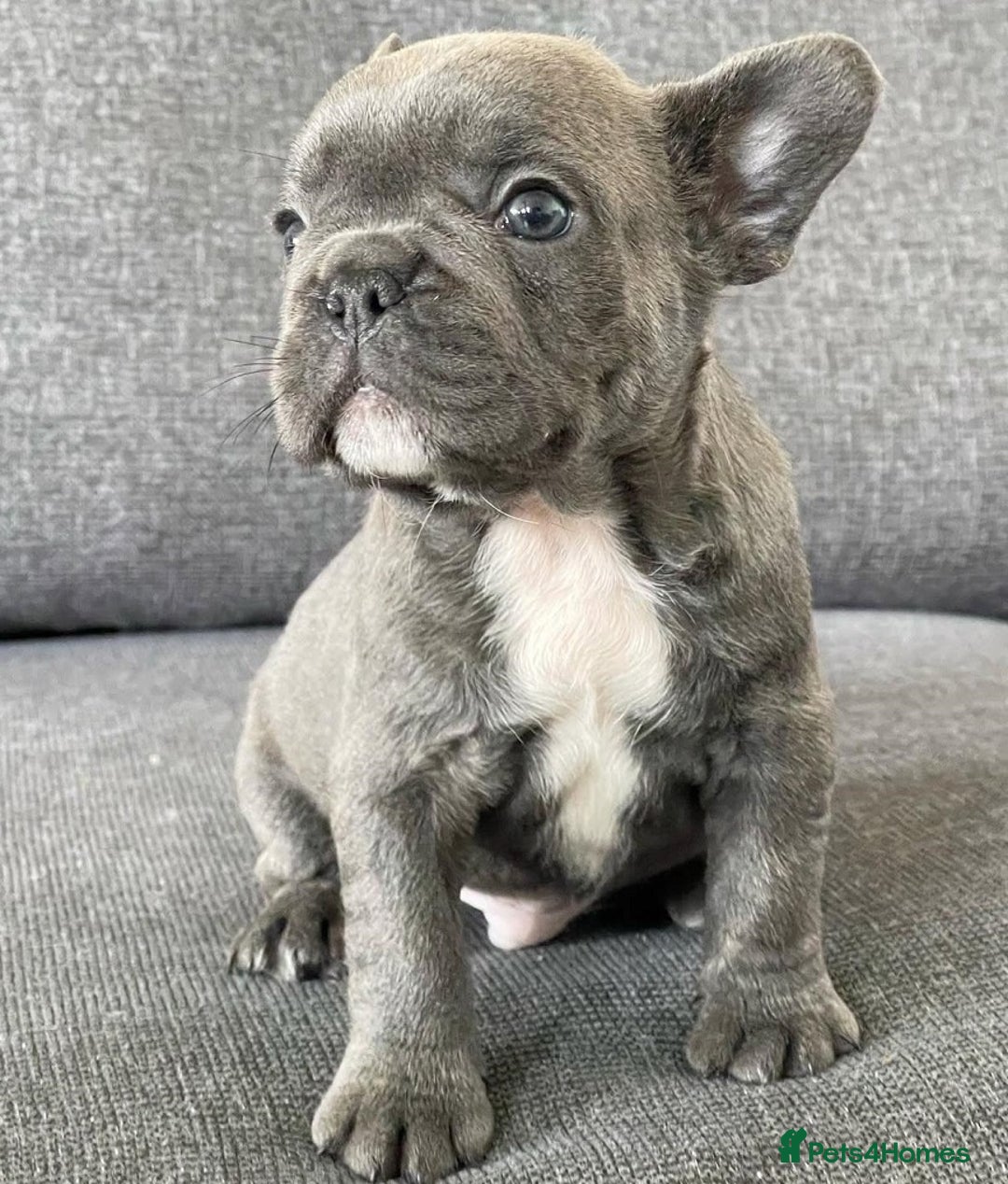 French Bulldog dogs for sale: Family Raised French Bulldog Puppies- Vet Approved - Image 8