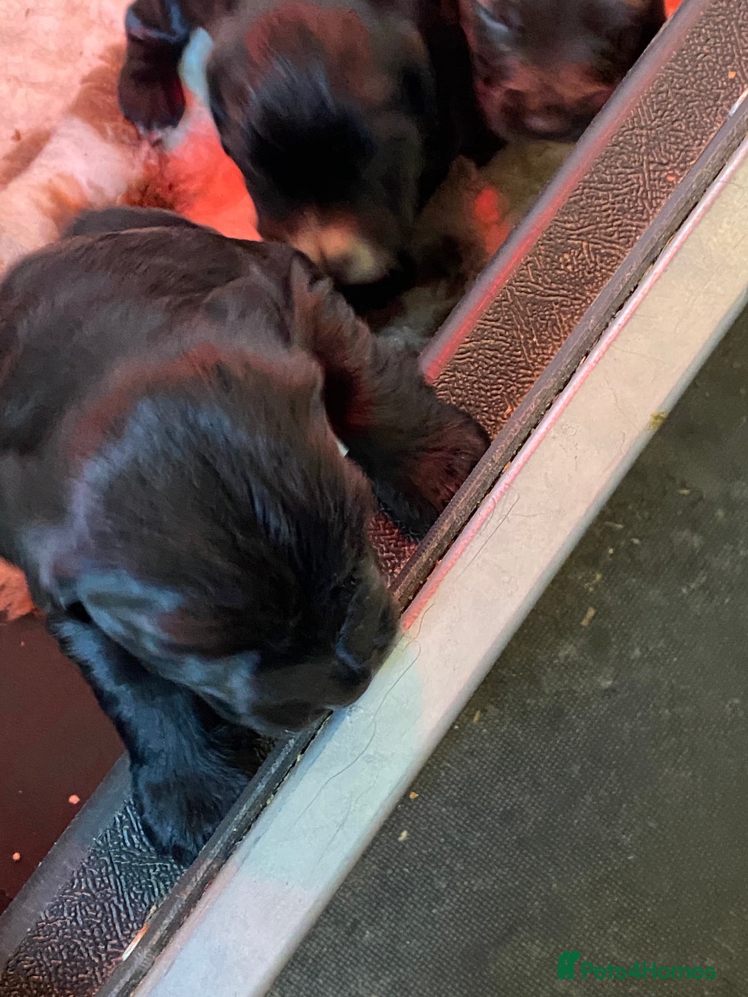 Cocker Spaniel dogs for sale: Litter of beautiful KC registered working cockers - Image 16