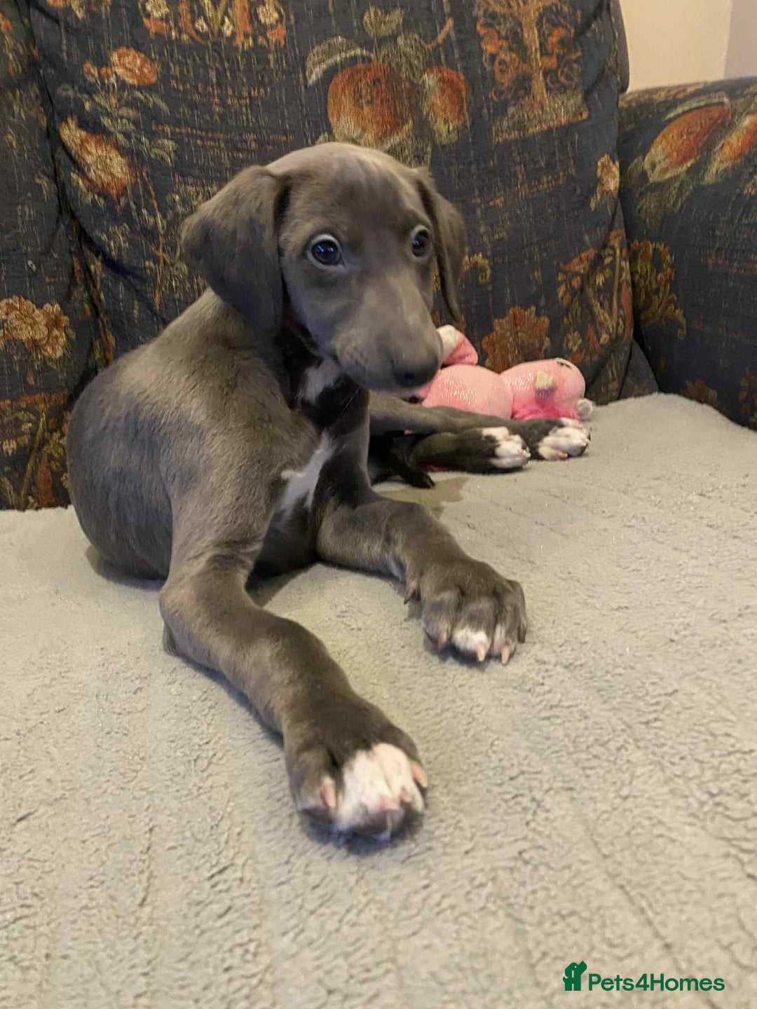 Mixed Breed dogs for sale: Beautiful Saluki x Whippet puppies - Advert 10