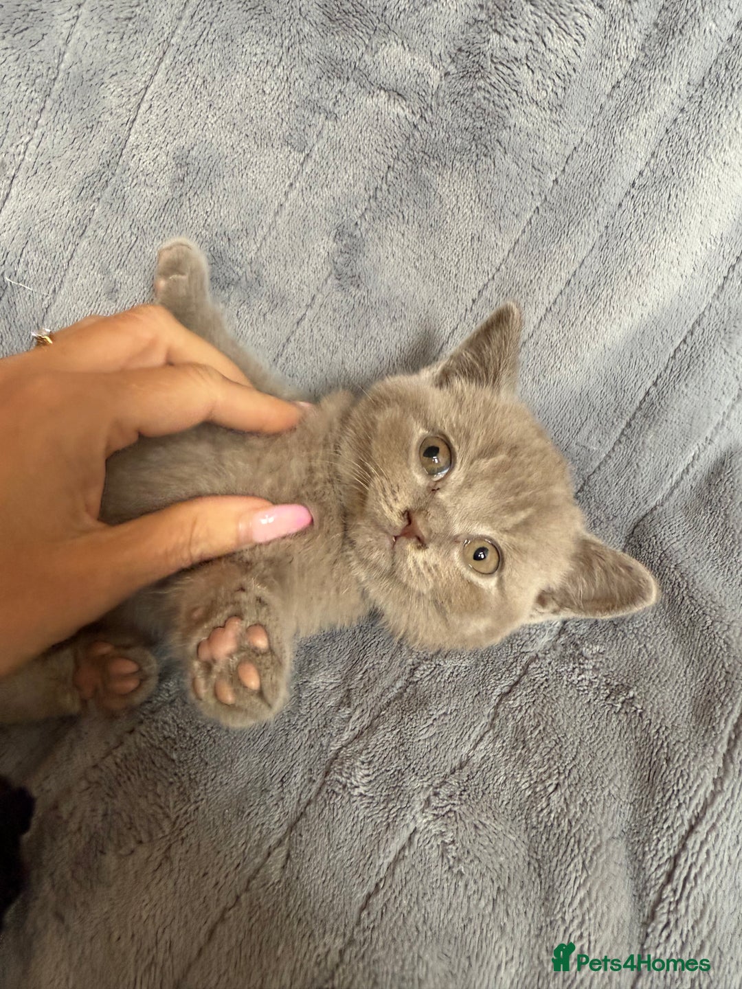 British Shorthair cats for sale: Beautiful British short haired /British long hair  - Image 15