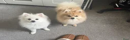 Pomeranian dogs for sale: Pomeranian puppies in Birmingham - Advert 2