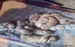 Lurcher dogs for sale: Saluki Lurcher  - Image 31