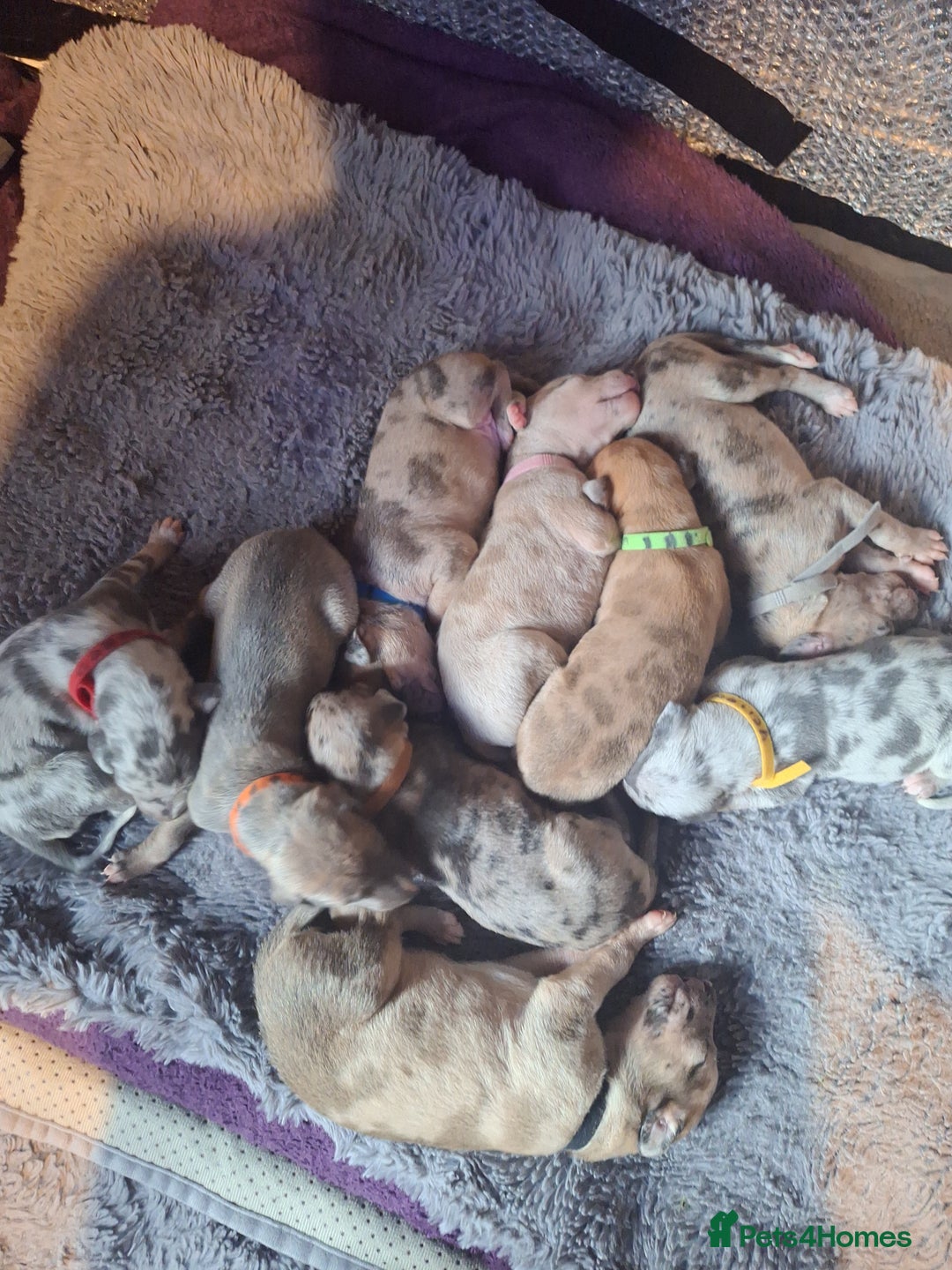 Lurcher dogs for sale: Saluki Lurcher  - Image 31