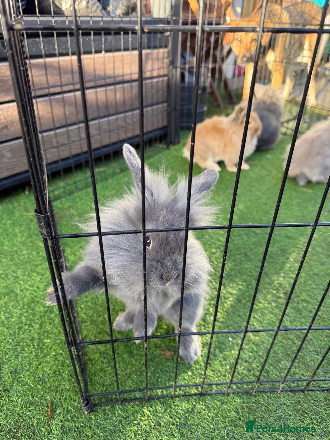 Mixed Breed rabbits for sale: Baby rabbits ready now  - Advert 20