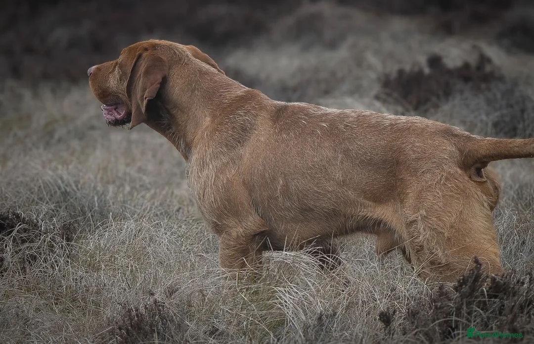 Hungarian Vizsla dogs for stud: Imported Head keeper owned stud  in Skipton - Advert 2