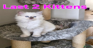 Ragdoll cats - Advert 4
