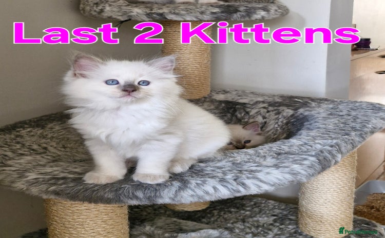 Ragdoll cats - Advert 6