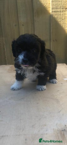Jackapoo puppies for sale | Pets4Homes
