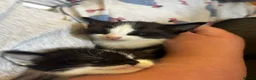 Mixed Breed cats for sale: Black and white kittens  - Advert 6