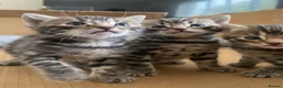 Bengal cats for sale:  Stunning Bengal kittens - Advert 15