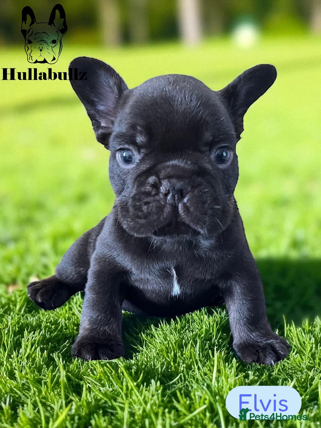 French Bulldog dogs for sale: Pink Health clear Frenchie - DEZINERBULLZ lines - Image 8