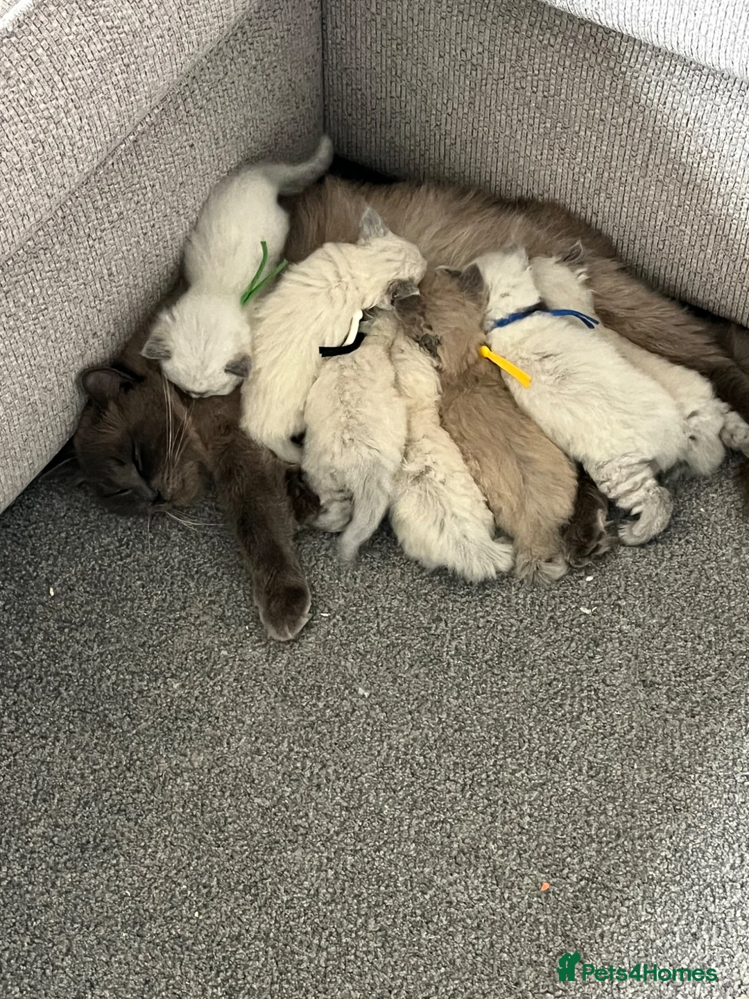 Ragdoll cats for sale: Adorable Ragdoll kittens - Advert 1