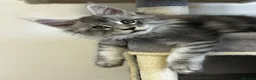 Maine Coon cats for sale:  Exceptional TICA Registered Maine Coon Kittens 🐾 - Advert 21