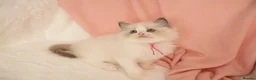 Ragdoll cats for sale: Elite TICA Kittens – Champion Bloodlines - Advert 15