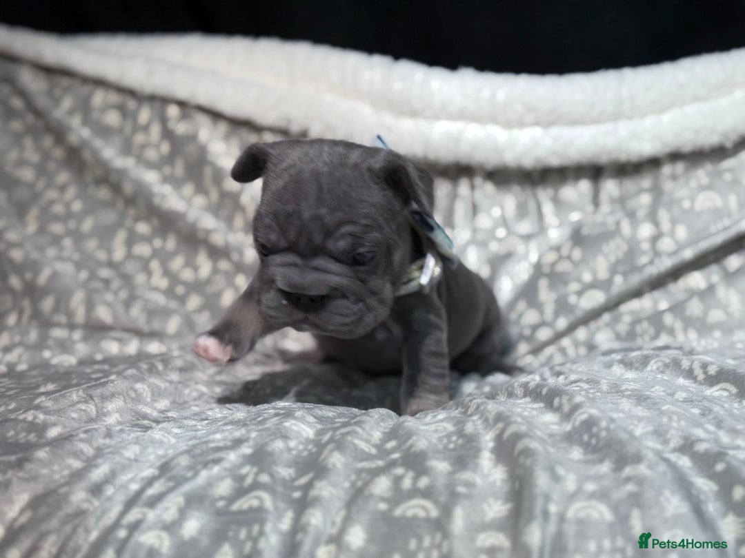 French Bulldog dogs for sale: French bulldog puppies for sale! - Advert 14