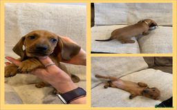 Dachshund dogs for sale: Standard dachshund puppies in Crawley - Image 12