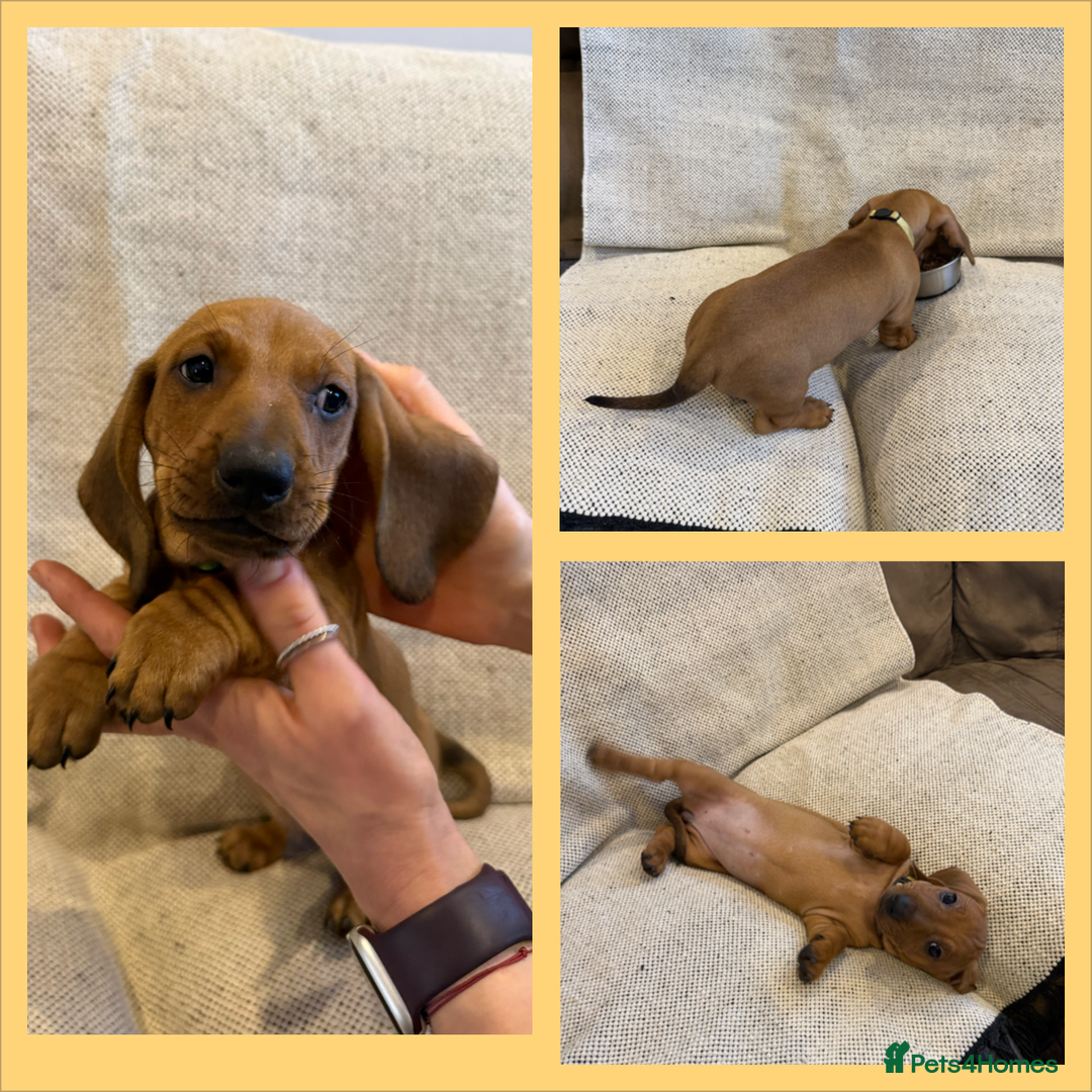 Dachshund dogs for sale: Standard dachshund puppies in Crawley - Image 12
