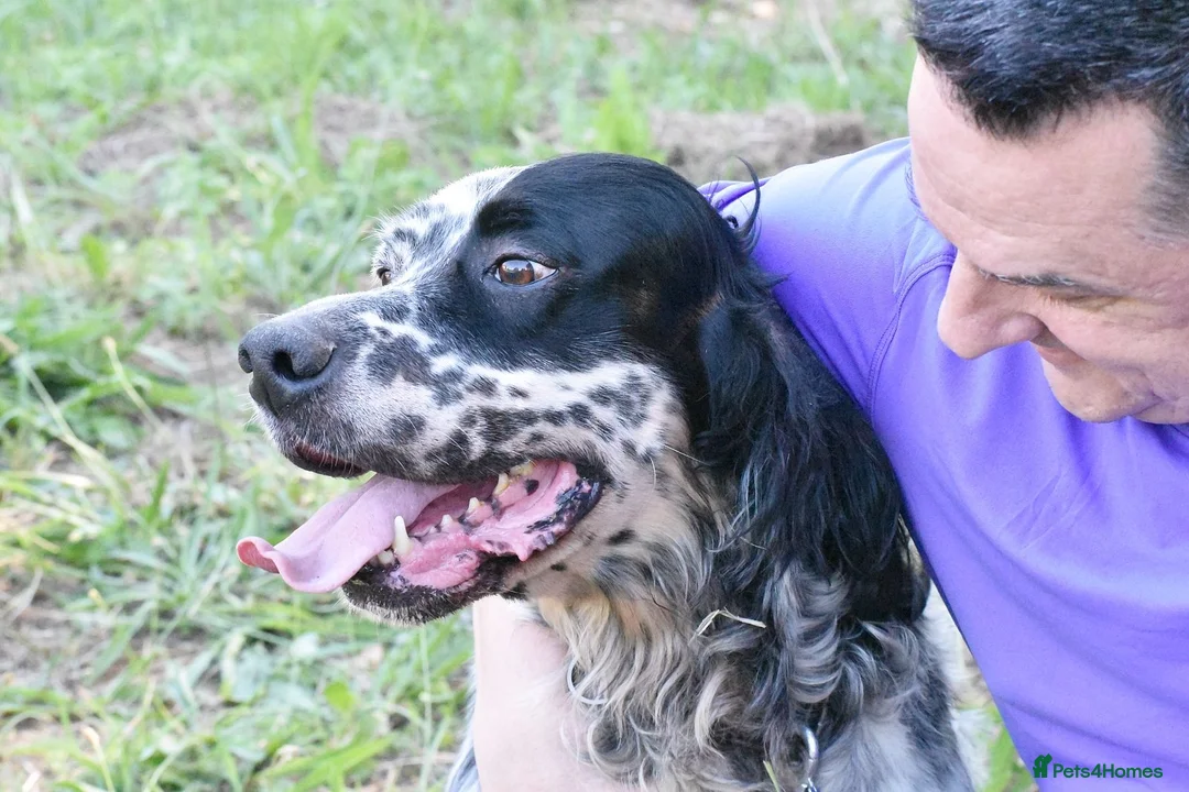 English Setter dogs for adoption: Bomer in Worthing - Advert 10