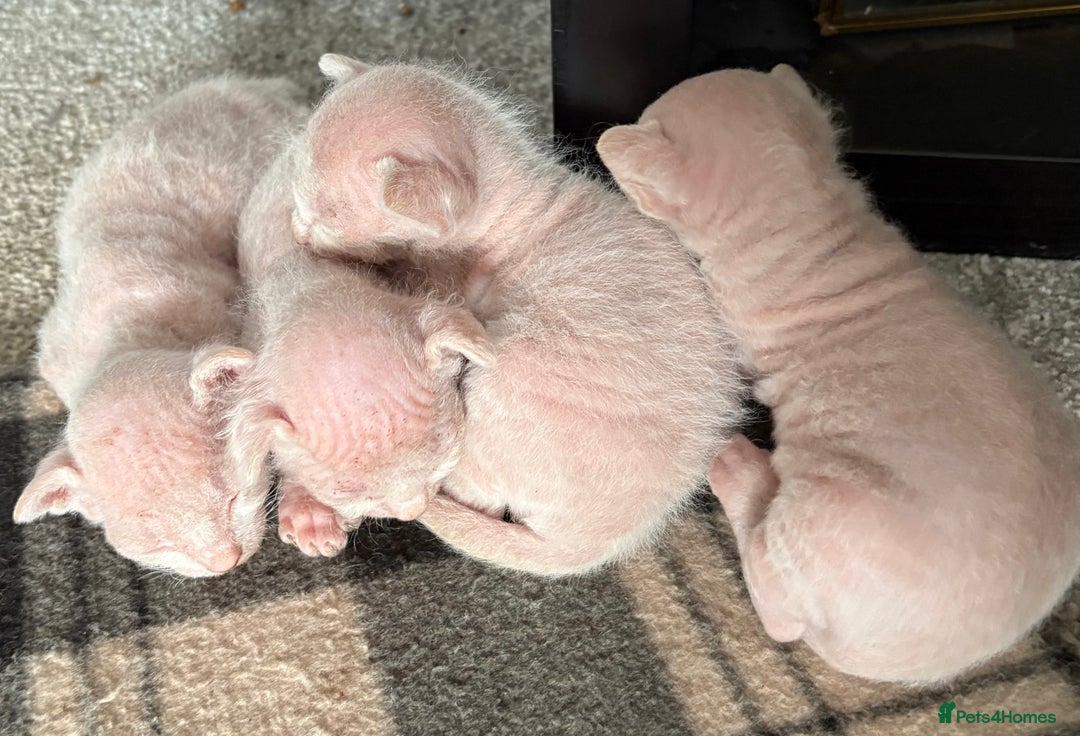 Sphynx cats for sale: Sphynx Kittens - Image 8