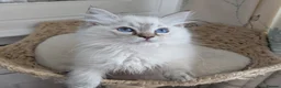 Ragdoll cats for sale: Meet little Tigger! GCCF pedigree Ragdoll Kitten  - Advert 6