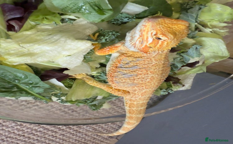 Bearded Dragon reptiles - Advert 9