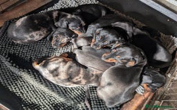 Dachshund dogs for sale: Dachshund puppy male - Advert 10