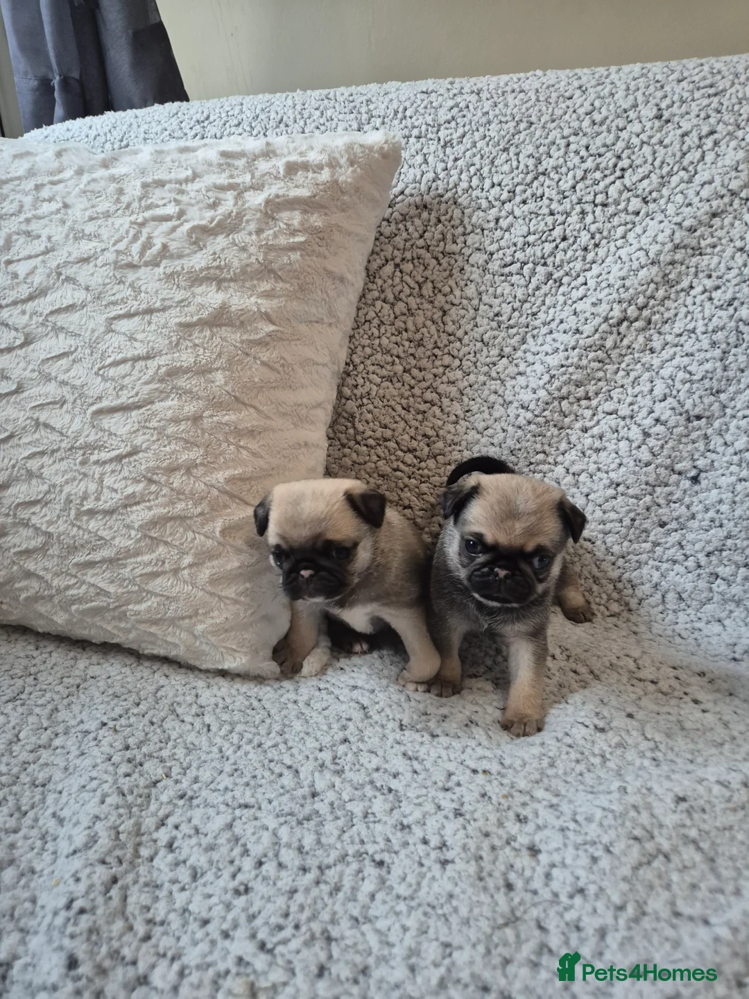Pug dogs for sale: Two female silver fawn pug puppies for sale - Advert 3