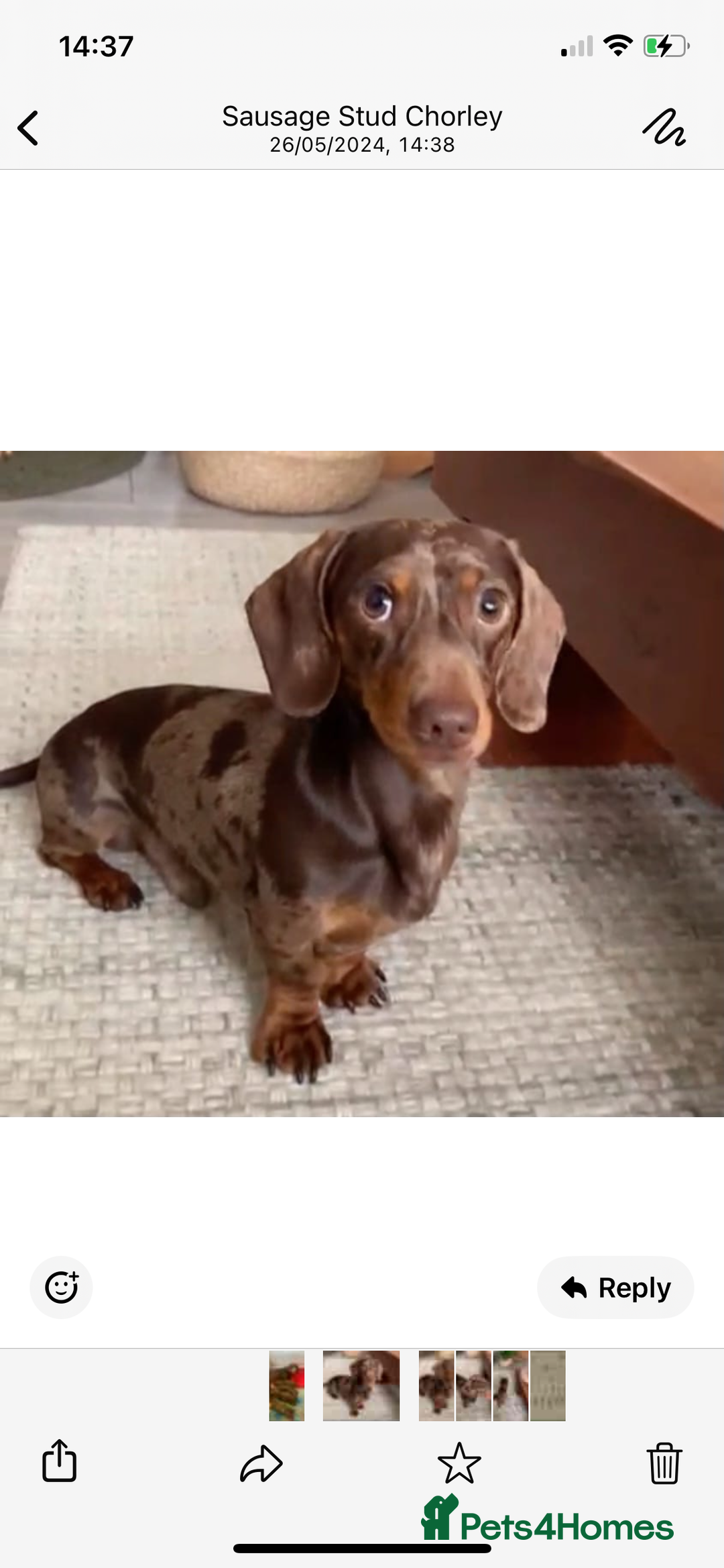 Miniature Dachshund dogs for sale: Stunning small Miniature Daschund’s - Image 15