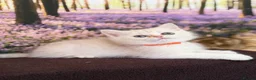 British Shorthair cats for sale: British Shorthair golden blue eyed kittensGCCF - Advert 15