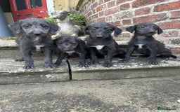 Bedlington Terrier dogs for sale: F1 Bedlington x Whippet puppies - Image 6