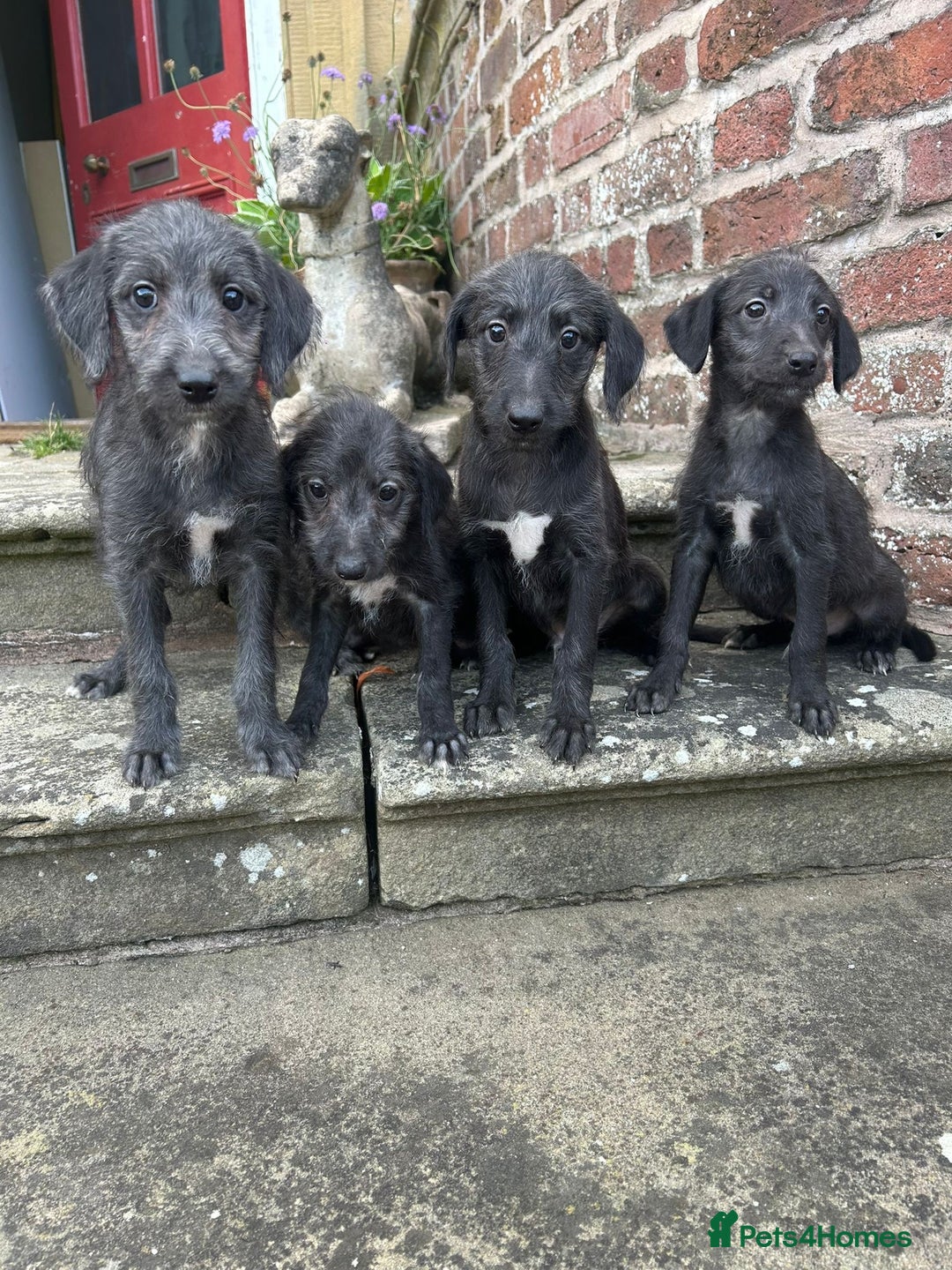 Bedlington Terrier dogs for sale: F1 Bedlington x Whippet puppies - Image 6