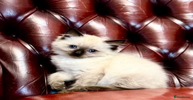 Ragdoll cats in Loughborough - Advert 12