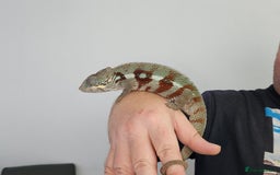 Chameleon reptiles for sale: Rare Nosy Boraha, Male, Panther Chameleon - Image 4