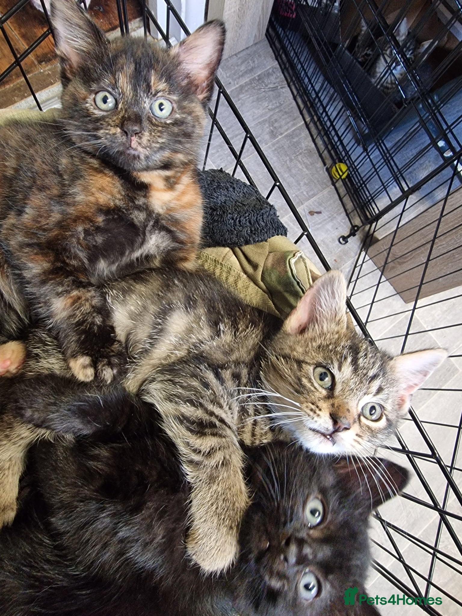 Mixed Breed cats Gorgeous chunky kittens - Advert 4