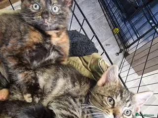 Mixed Breed cats Gorgeous chunky kittens - Advert 4