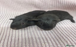 Guinea Pig rodents for sale: Pair of Baby Boys - Image 1