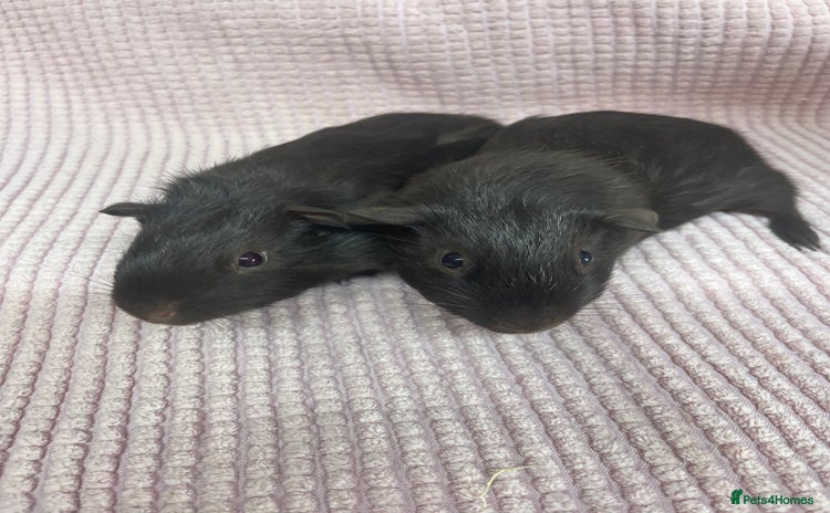 Guinea Pig rodents - Advert 2