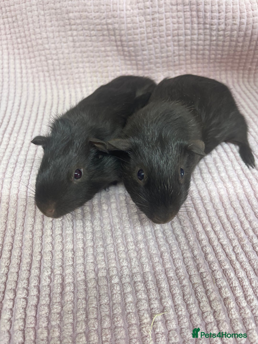 Guinea Pig rodents for sale: Pair of Baby Boys - Image 1