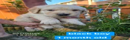 Golden Retriever dogs for sale: Gorgeous Golden Retriever Puppies KC Reg  - Advert 14