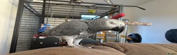 Parrots birds for sale: 10-year-old chatty boy in Eastleigh - Advert 3