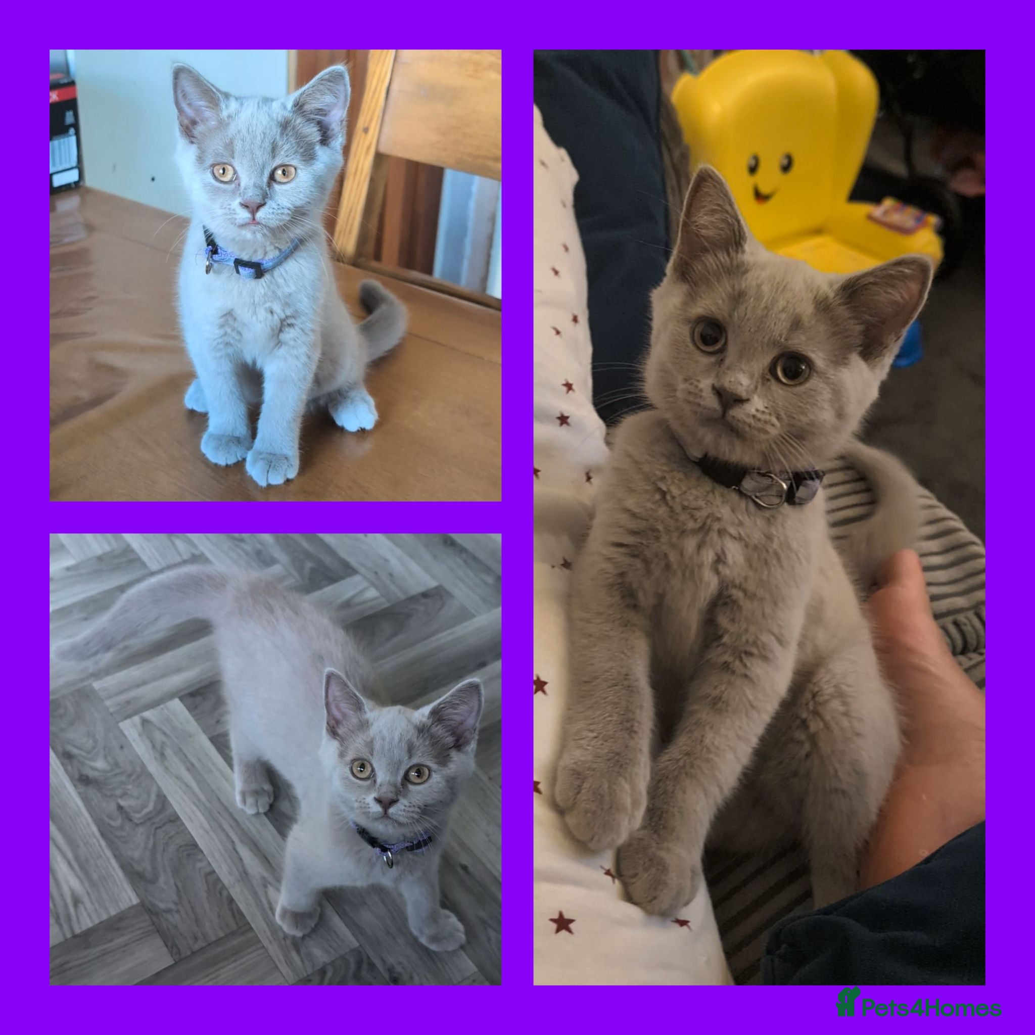 British Shorthair cats Stunning Lilac British Shorthair Kittens For Sale - Advert 2