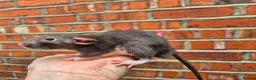 Rat rodents for sale: Various male and female rats  - Advert 1