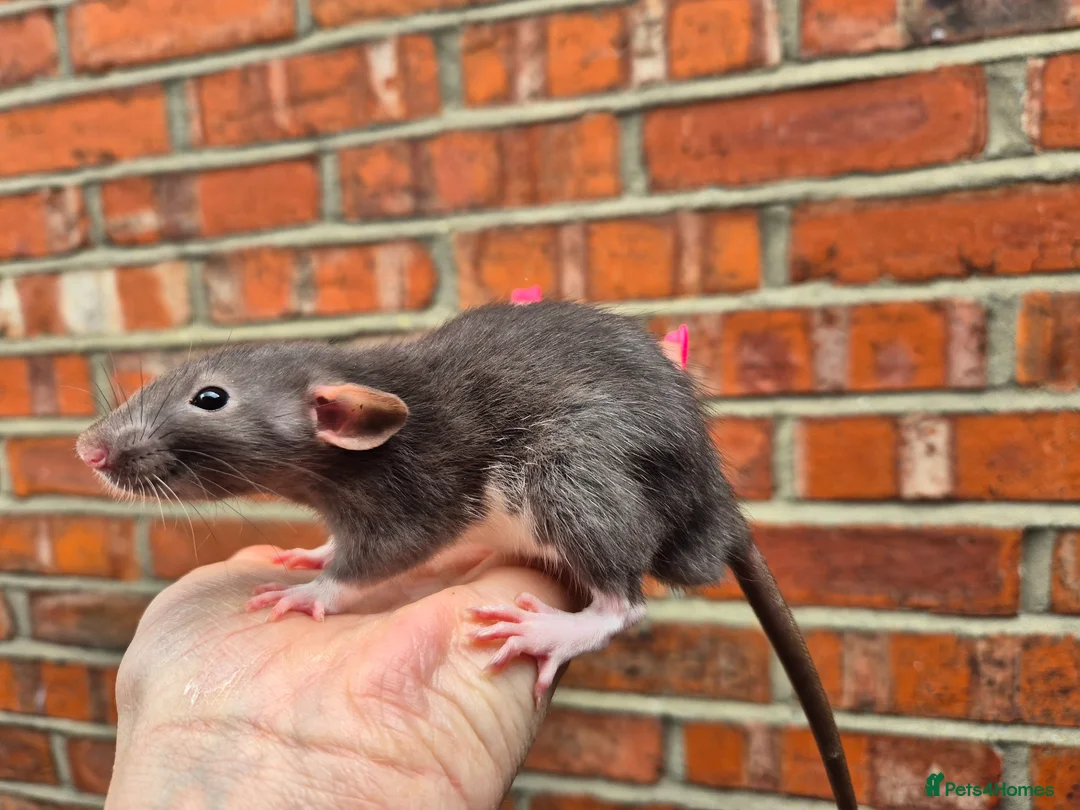 Rat rodents for sale: Various male and female rats  - Advert 1