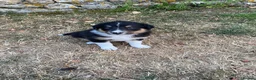 Border Collie dogs for sale: Beautiful Border Collie Puppies - Advert 5