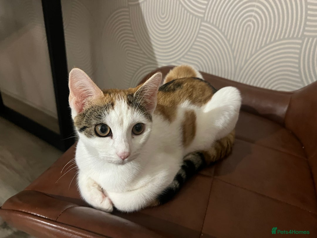 Mixed Breed cats for sale: Cute mixed Bengal kittens  - Advert 12